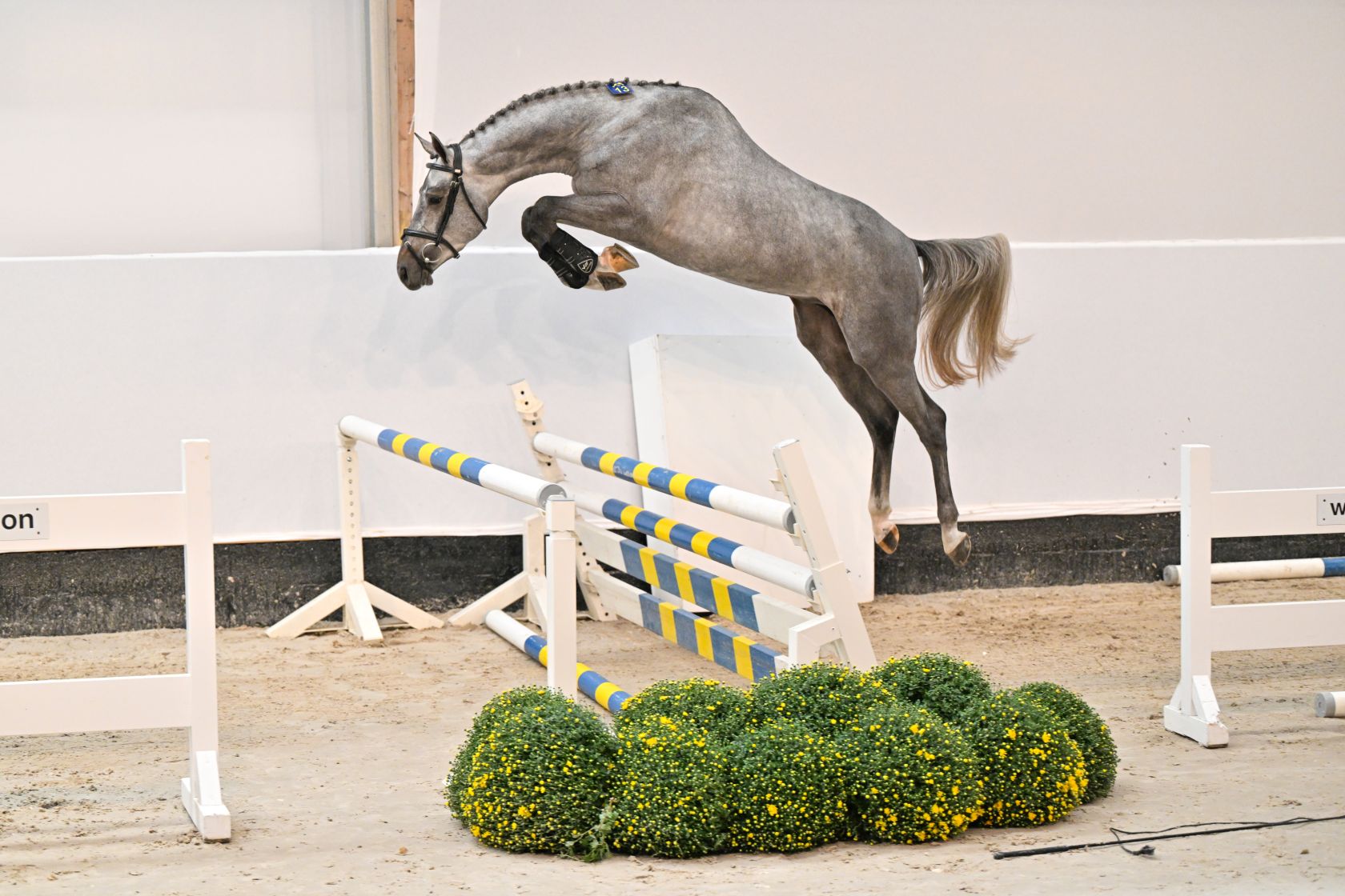 CHAMPION 2000 Z - A new star on the horizon! | Studfarm Zangersheide